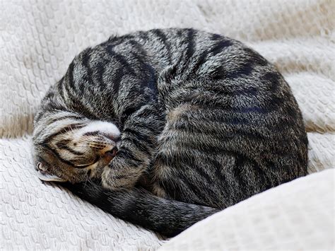 熊本県立美術館分館 - なぜ猫は美術館の屋根で眠るのか？